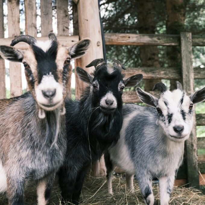 pexels-sarah-claude-levesque-st-louis-156920272-13480079